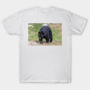 A large Black Bear T-Shirt